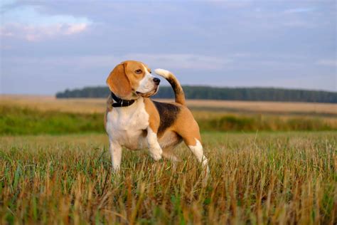 10 Beagle Colors: Choose Your Best Color Combinations