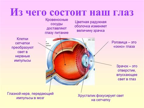 Устройство Глаза Фото – Telegraph