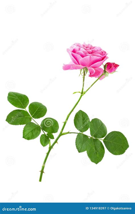 Single Pink Rose Flower On Stem With Green Leaves Isolated On White