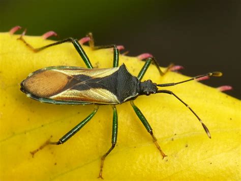 Coreid Bug Coreidae Andreas Kay Flickr