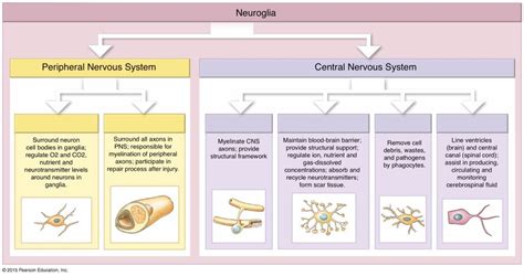 Nervous System Ch Neuroglia Cns Pns Diagram Quizlet