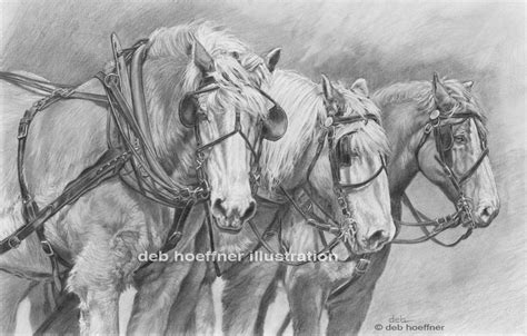 Draft Horse Sketch