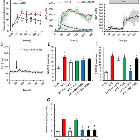 Schematic Representation Of Atc Induced Insulin Secretion Via Cadpr And