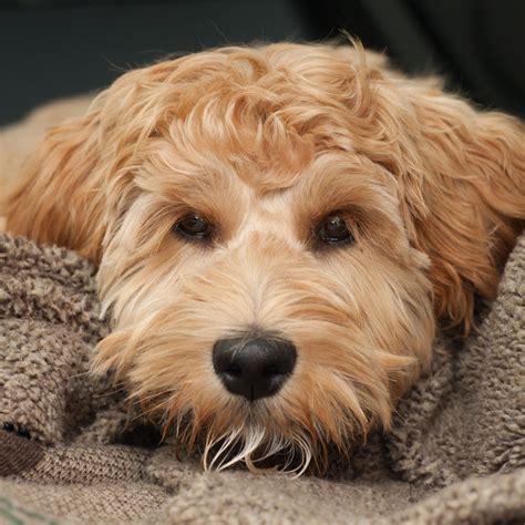 #1 | Labradoodle Puppies For Sale By Uptown Puppies