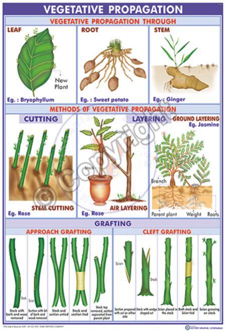 Vegetative Propagation Methods Propagation Propagating Plants Vegetation - Riset