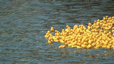 Exactly 1000 Rubber Duckies Race For A Good Cause Youtube