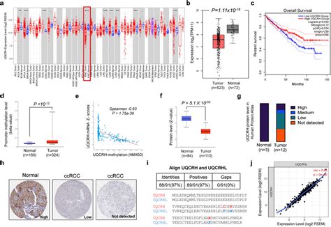 UQCRH Is Downregulated In CcRCC And Associated With Poor Prognosis A