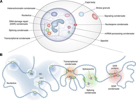 Role Of Condensates In Modulating DNA Repair Pathways And Its