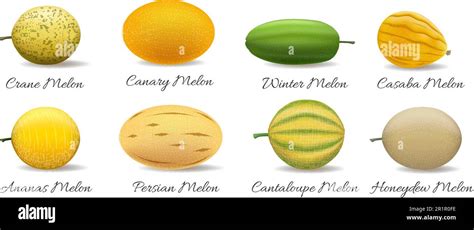 Melon varieties vector illustration Stock Vector Image & Art - Alamy