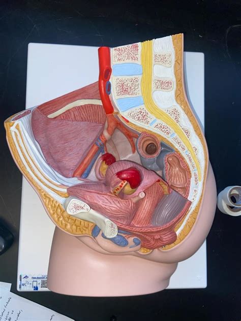 Anatomy Practical Female Pelvis Diagram Quizlet