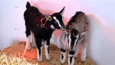 Baby Goats Crying Making A Fuss Youtube