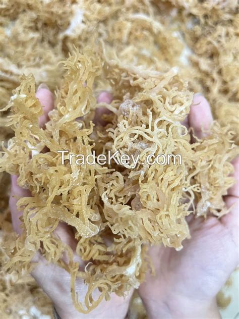 Premium New Dry Real Sea Moss Vietnam Golden Sea Moss High Quality Ms