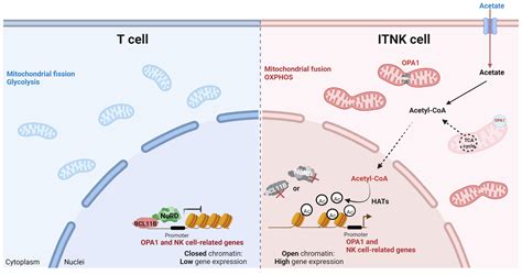 Bcl B And The Nurd Complex Cooperatively Guard Tcell Fate And Inhibit