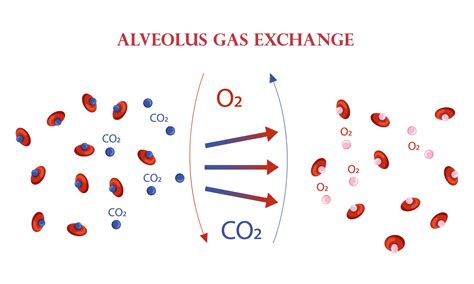 Oxygen And Carbon Dioxide Exchange Scheme In Alveoli Scheme 15653521