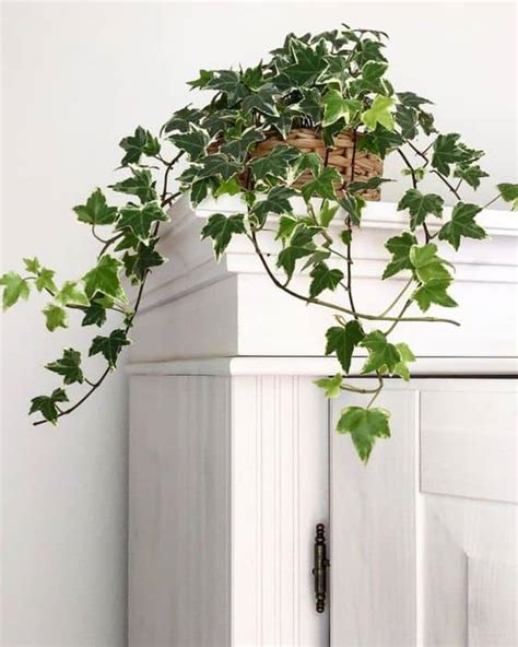 Planta Hera Como Cultivar 40 Fotos Lindas na Decoração