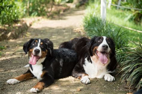 200+ Bernese Mountain Dog Names for 2024 - The Dogs Journal