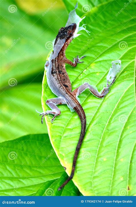 Lizard Shedding Skin Stock Photo Image Of Jungle Animal 179342174