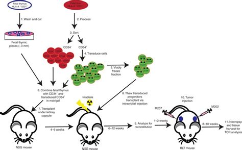 A schematic diagram of the modified BLT humanized mouse model. A... | Download Scientific Diagram