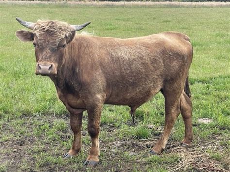 Miniature Dexter X Galloway Bull Farm Tender