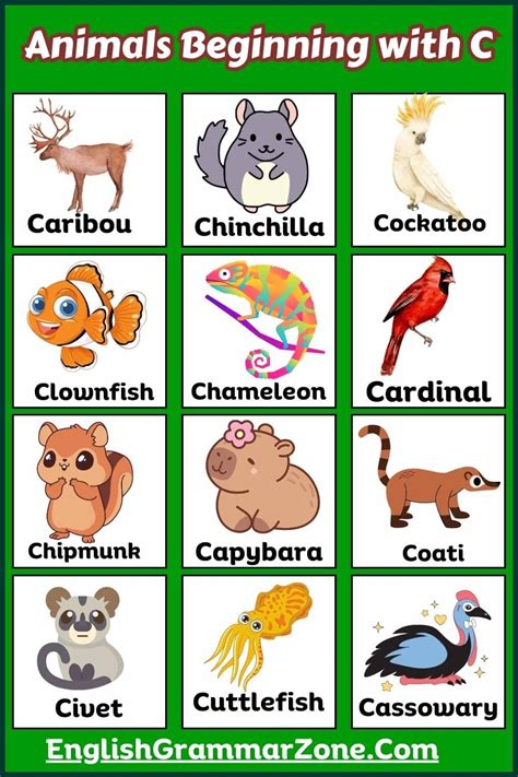 Nomes De Animal Com C - Cute Animals That Start With C