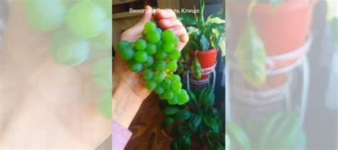 Черенки винограда разных сортов купить в Сиве | Товары для дома и дачи ...
