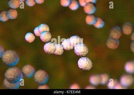 Bacteria Streptococcus pyogenes ilustración Fotografía de stock Alamy