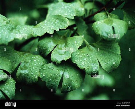 Botany Ginkgo Ginkgo Biloba Leaves With Waterdrops Drop Green