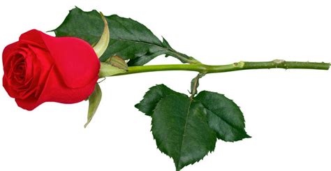 Single Red Rose With Stem