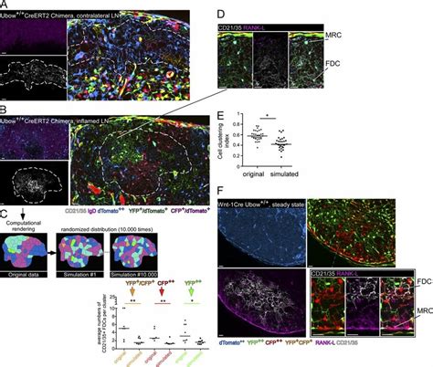 Lineage Tracing Of Fdc Progenitors Ubow⁺⁺ Creert2 Mice Were Irradiated