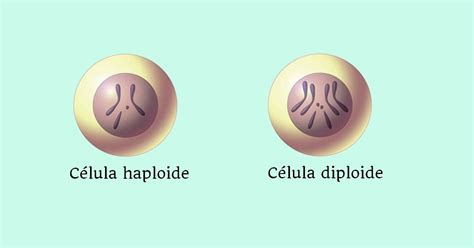 Célula Haploide X Diploide Bio Nota 10