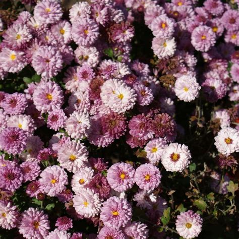 G Rtnerei Staudenspatz Herbst Chrysantheme Rotes Julchen