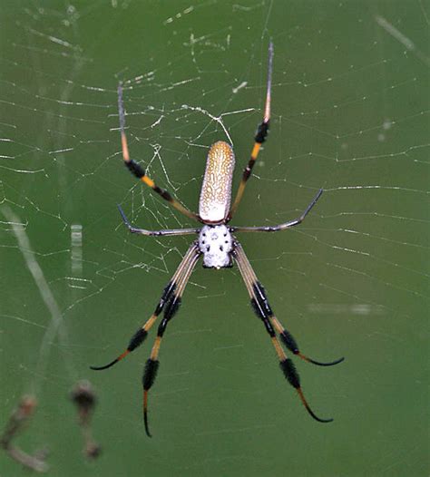 Golden Silk Spider Trichonephila Clavipes Photo Tom Murray Photos