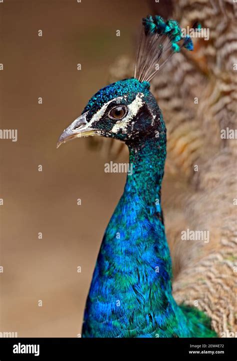 Portrait Of Beautiful Peacock With Feathers Out Stock Photo Alamy