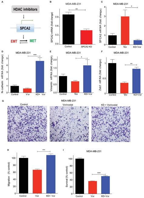 Spca Is Required For Hdaci Induced Met Changes In Tnbc Cell Lines A