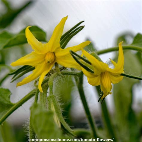 Tomato Flower Male And Female Parts Sexual Reproduction In Plants Fun Science The Pollen