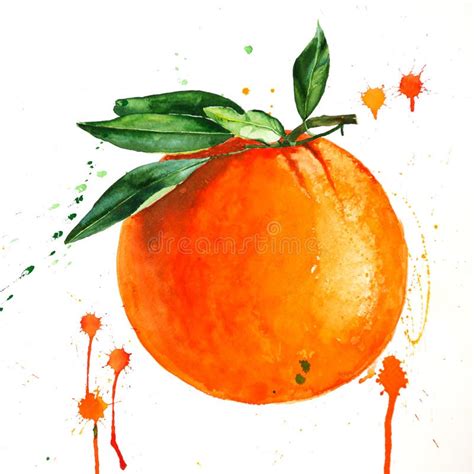 Watercolor Illustration Of Mandarin Ripe Fruits Hand Drawn Watercolour