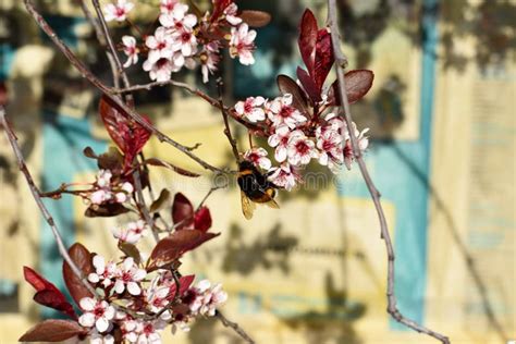 A Bumble Bee On A Flowering Cherry Blossom Tree Stock Photo Image Of