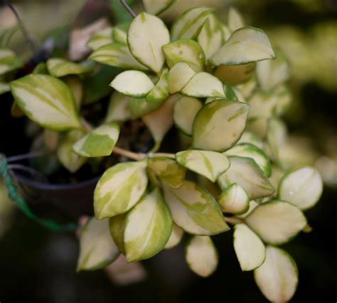 Hoya Heuschkeliana Variegated