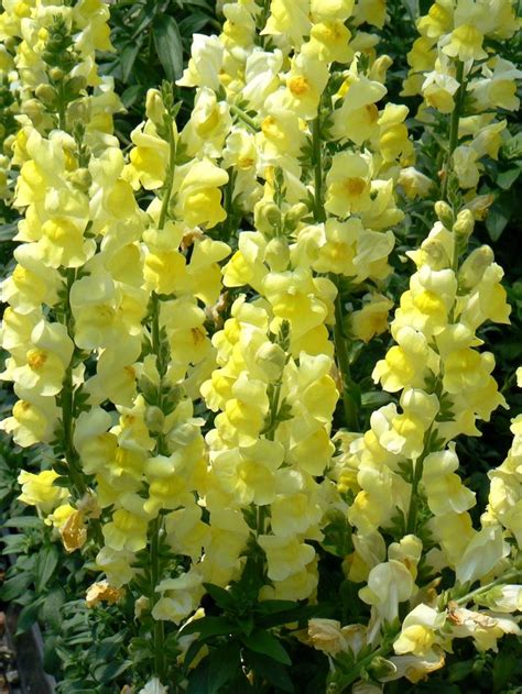 Antirrhinum Majus Snapdragon Speedy Sonnet Yellow From Plantworks Nursery