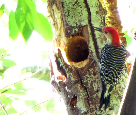 Red-bellied Woodpecker Nest – Rae Spencer