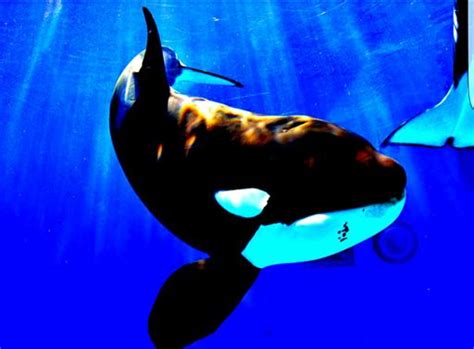 #19 | SeaWorld Orca Amino Amino