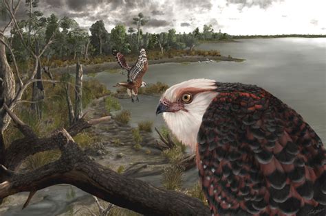 Paleontologists Find 25 Million Year Old Eagle Like Bird Fossil In