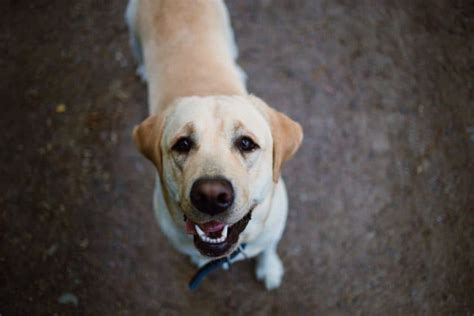 Pourquoi mon chien continue t il à renifler mes mains Chienino