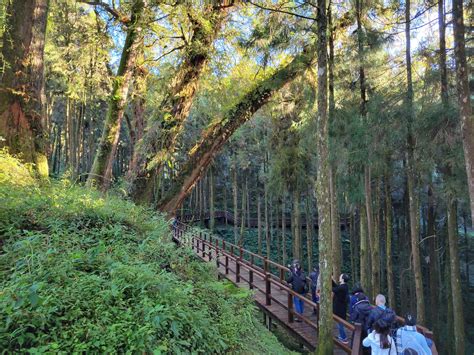 【百年經典森林小火車~限時加贈阿里山遊園車】阿里山二日｜奮起湖and阿里山日出觀景森林小火車｜嘉義出發 Kkday