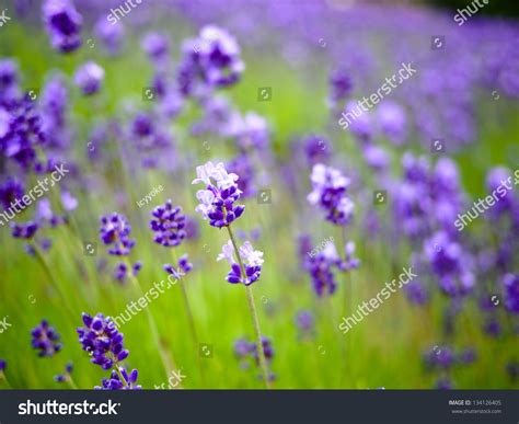 Close Up Of Lavender Flower Stock Photo 134126405 : Shutterstock