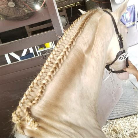 Double Running Braids Equine Tutorial – The Cheshire Horse