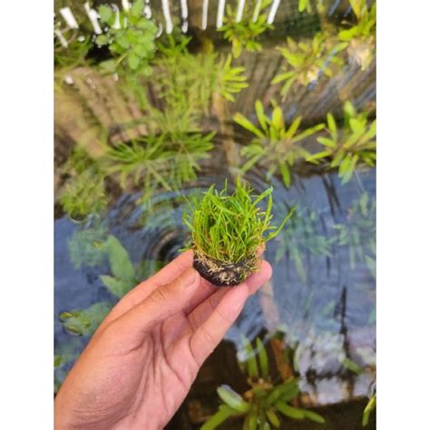 Jual Lilaeopsis Media Wabikusa Tanaman Aquascape Shopee Indonesia