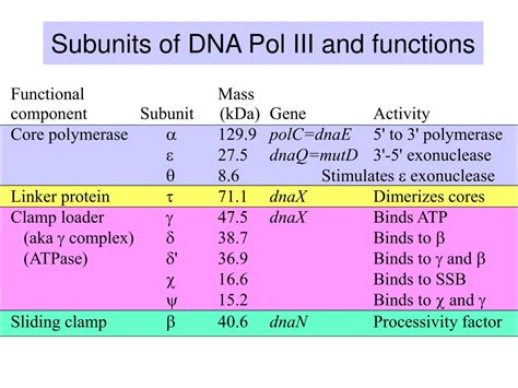 PPT - DNA polymerase III PowerPoint Presentation, free download - ID ...