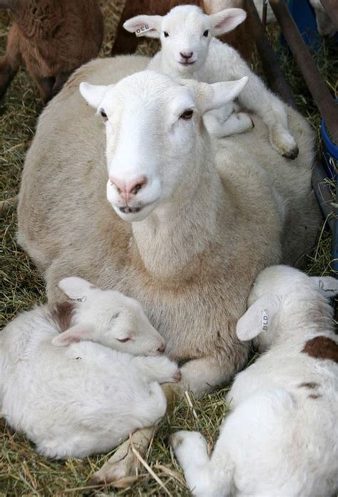 Acheter Une écharpe En Lambswool La Laine Dagneau Bébé