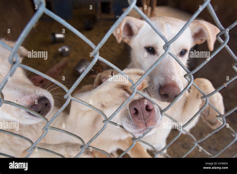 Cute Group Of White Sled Dogs Behind Fence With Paws Up And Noses